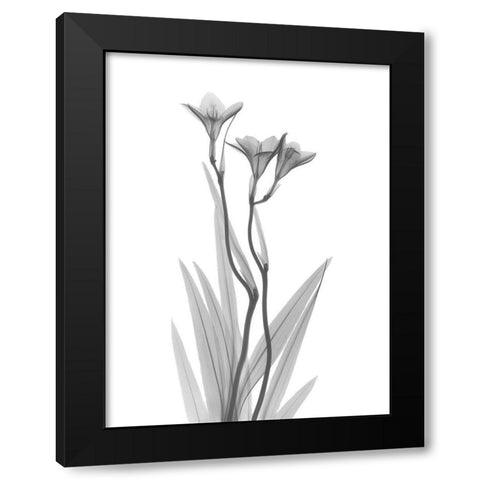 Freesia Black Modern Wood Framed Art Print with Double Matting by Koetsier, Albert