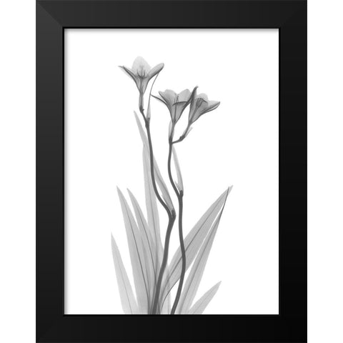 Freesia Black Modern Wood Framed Art Print by Koetsier, Albert