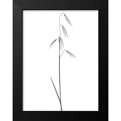 Low Hanging Thoughts Black Modern Wood Framed Art Print by Koetsier, Albert