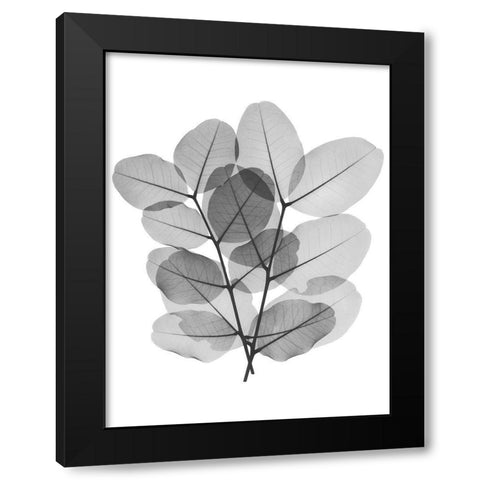 Leafy Bunch Black Modern Wood Framed Art Print by Koetsier, Albert