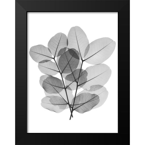 Leafy Bunch Black Modern Wood Framed Art Print by Koetsier, Albert