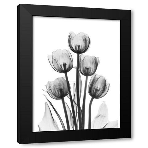 Tulips Black Modern Wood Framed Art Print with Double Matting by Koetsier, Albert