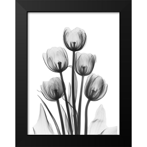 Tulips Black Modern Wood Framed Art Print by Koetsier, Albert