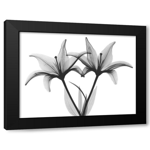 Starburst Lily Black Modern Wood Framed Art Print by Koetsier, Albert