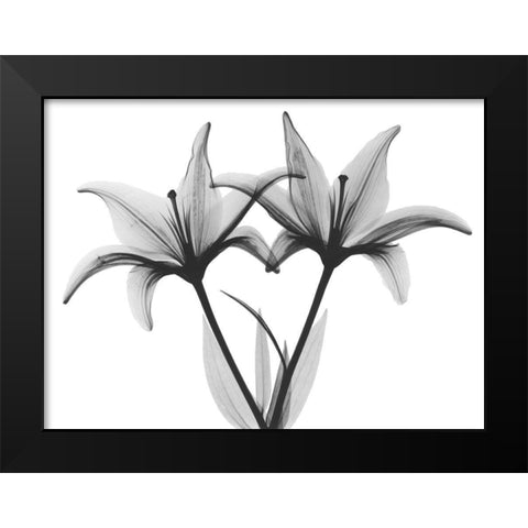 Starburst Lily Black Modern Wood Framed Art Print by Koetsier, Albert