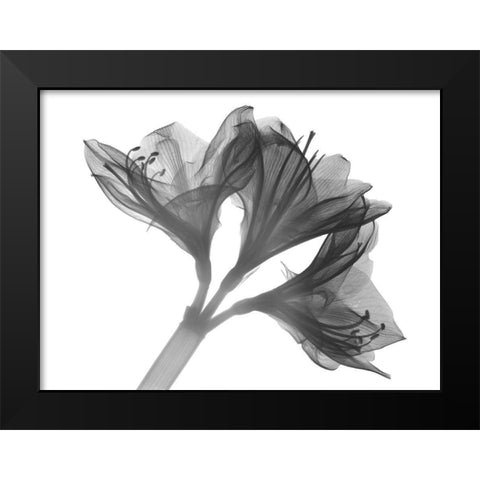 Twins Black Modern Wood Framed Art Print by Koetsier, Albert