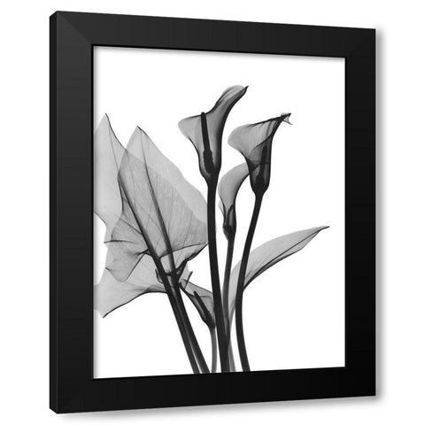 Calla Lilly Trio Black Modern Wood Framed Art Print with Double Matting by Koetsier, Albert