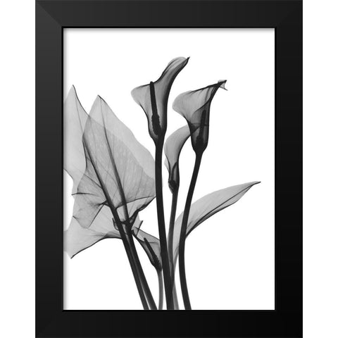 Calla Lilly Trio Black Modern Wood Framed Art Print by Koetsier, Albert