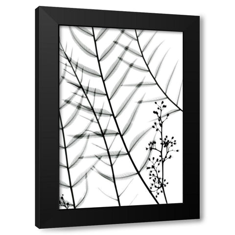 California Pepper Tree Black Modern Wood Framed Art Print with Double Matting by Koetsier, Albert