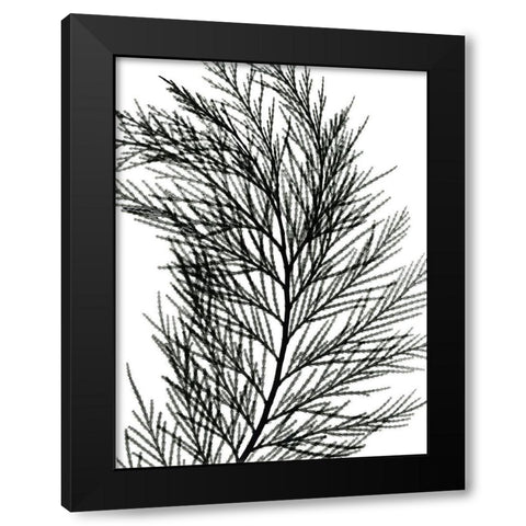 Incense Cedar Black Modern Wood Framed Art Print by Koetsier, Albert