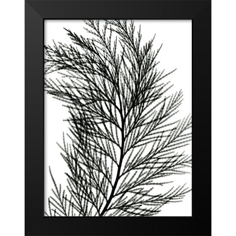 Incense Cedar Black Modern Wood Framed Art Print by Koetsier, Albert