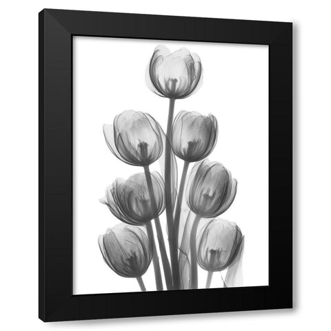 Tulips H26 Black Modern Wood Framed Art Print with Double Matting by Koetsier, Albert
