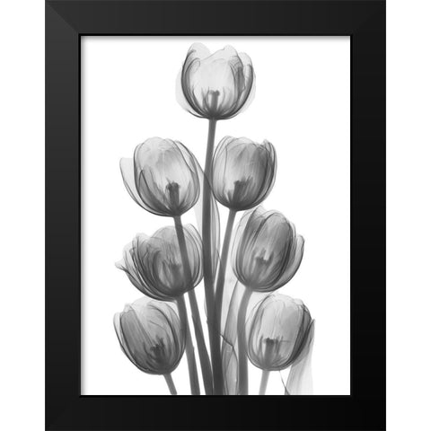 Tulips H26 Black Modern Wood Framed Art Print by Koetsier, Albert