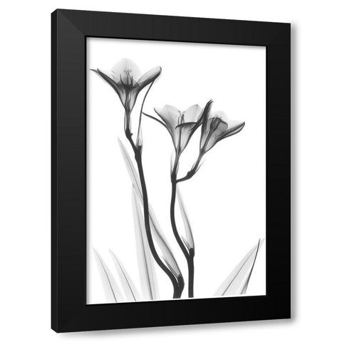 Embracing Tulips Black Modern Wood Framed Art Print by Koetsier, Albert