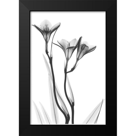 Embracing Tulips Black Modern Wood Framed Art Print by Koetsier, Albert