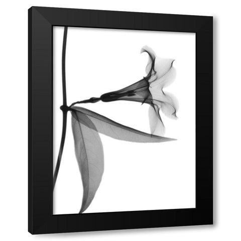 Side Hanging Tulip Black Modern Wood Framed Art Print with Double Matting by Koetsier, Albert