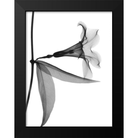 Side Hanging Tulip Black Modern Wood Framed Art Print by Koetsier, Albert