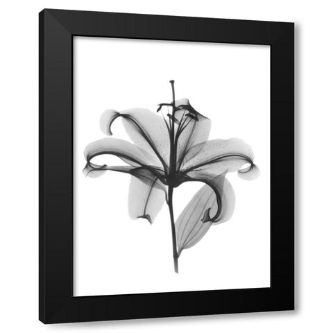 Opening Beauty Black Modern Wood Framed Art Print with Double Matting by Koetsier, Albert