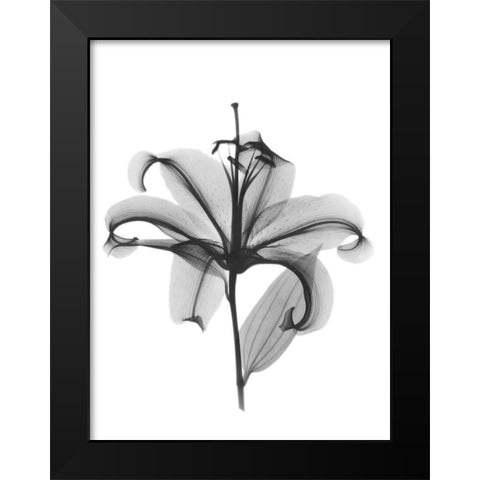 Opening Beauty Black Modern Wood Framed Art Print by Koetsier, Albert