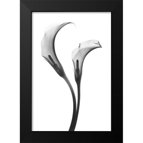 Growing Apart Black Modern Wood Framed Art Print by Koetsier, Albert