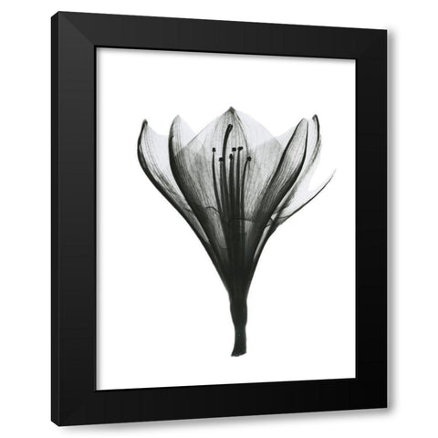 Blooming Nature Black Modern Wood Framed Art Print by Koetsier, Albert