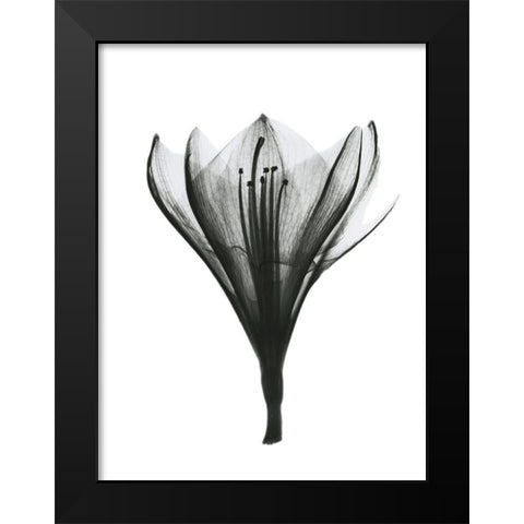 Blooming Nature Black Modern Wood Framed Art Print by Koetsier, Albert