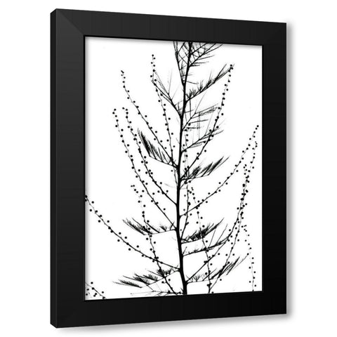 Accasia Black Modern Wood Framed Art Print with Double Matting by Koetsier, Albert