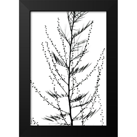 Accasia Black Modern Wood Framed Art Print by Koetsier, Albert