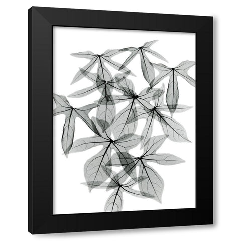 Aralia Black Modern Wood Framed Art Print with Double Matting by Koetsier, Albert