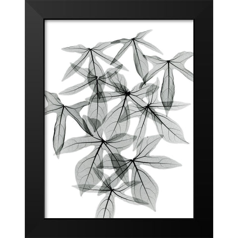 Aralia Black Modern Wood Framed Art Print by Koetsier, Albert