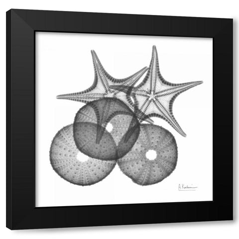 Sea Urchin and Starfish Black Modern Wood Framed Art Print with Double Matting by Koetsier, Albert