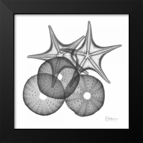 Sea Urchin and Starfish Black Modern Wood Framed Art Print by Koetsier, Albert