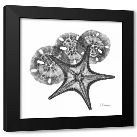 Starfish and Sand Dollar Black Modern Wood Framed Art Print with Double Matting by Koetsier, Albert