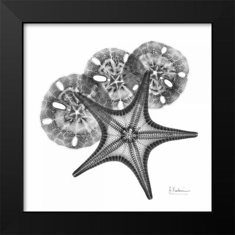 Starfish and Sand Dollar Black Modern Wood Framed Art Print by Koetsier, Albert