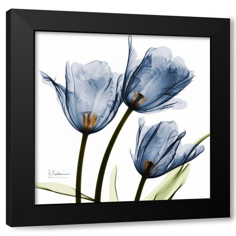 New Blue Tulips C54 Black Modern Wood Framed Art Print with Double Matting by Koetsier, Albert