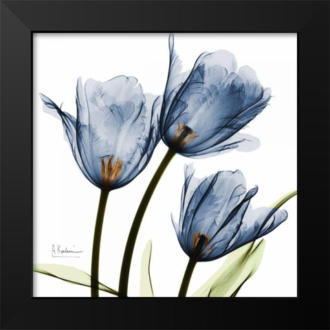 New Blue Tulips C54 Black Modern Wood Framed Art Print by Koetsier, Albert