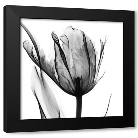 High Contrast Tulip Black Modern Wood Framed Art Print with Double Matting by Koetsier, Albert