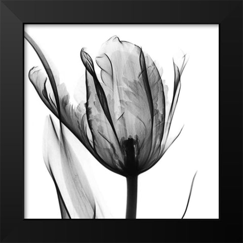 High Contrast Tulip Black Modern Wood Framed Art Print by Koetsier, Albert