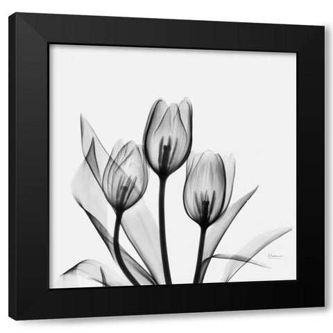 Tulips Black Modern Wood Framed Art Print with Double Matting by Koetsier, Albert