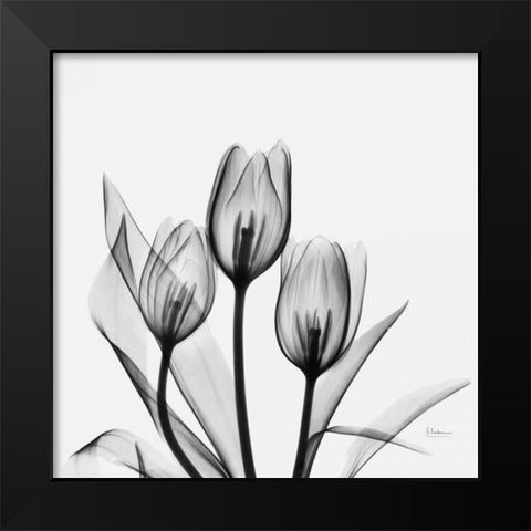 Tulips Black Modern Wood Framed Art Print by Koetsier, Albert