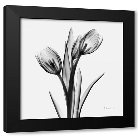 Tulips Black Modern Wood Framed Art Print with Double Matting by Koetsier, Albert