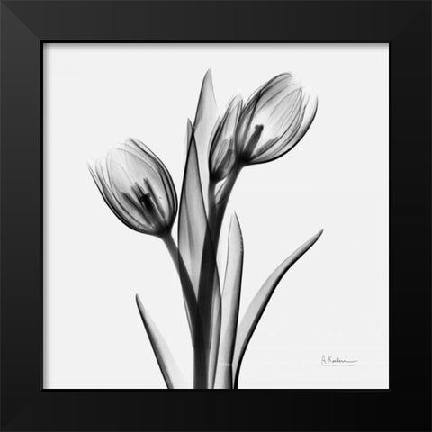 Tulips Black Modern Wood Framed Art Print by Koetsier, Albert