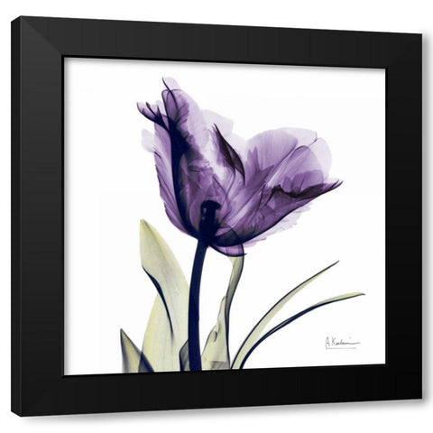 Tulip Dream Black Modern Wood Framed Art Print with Double Matting by Koetsier, Albert