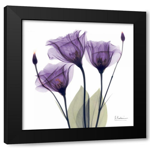 Gentian Hope Black Modern Wood Framed Art Print with Double Matting by Koetsier, Albert