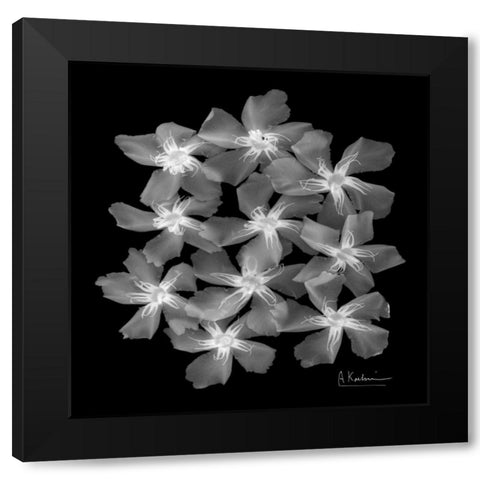 Oleander X-Ray Black Modern Wood Framed Art Print with Double Matting by Koetsier, Albert