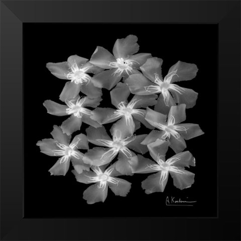 Oleander X-Ray Black Modern Wood Framed Art Print by Koetsier, Albert