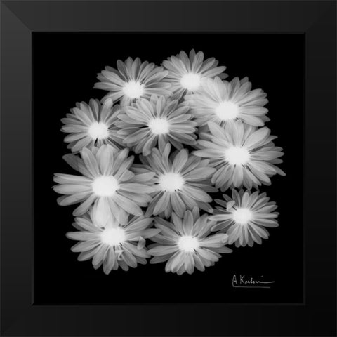 Margarithe X-Ray Black Modern Wood Framed Art Print by Koetsier, Albert