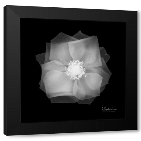 Rose Petals 2 Black Modern Wood Framed Art Print with Double Matting by Koetsier, Albert