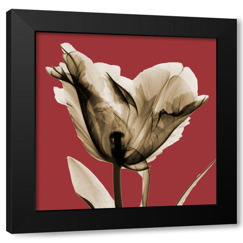 Red Luster Tulip Black Modern Wood Framed Art Print with Double Matting by Koetsier, Albert