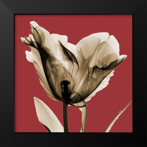 Red Luster Tulip Black Modern Wood Framed Art Print by Koetsier, Albert